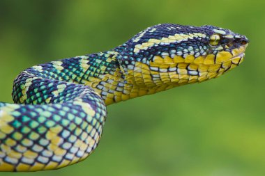 Tropidolaemus subannulatus yakın plan, Wagleri Viper kapalı arka plan, yakın plan yılan,