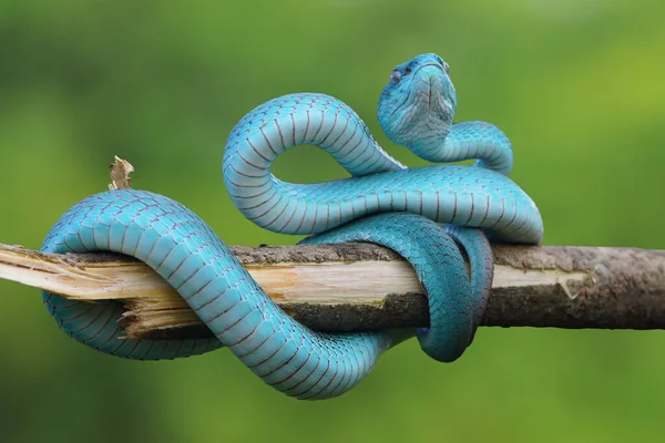 Kék Vipera Kígyó Közelkép Arc Vipera Kígyó Kék Insularis Trimeresurus — Stock Fotó