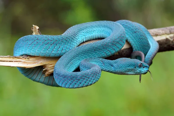 Синяя Змея Змея Крупным Планом Змея Гадюка Синий Инсулярис Тримерезурус — стоковое фото