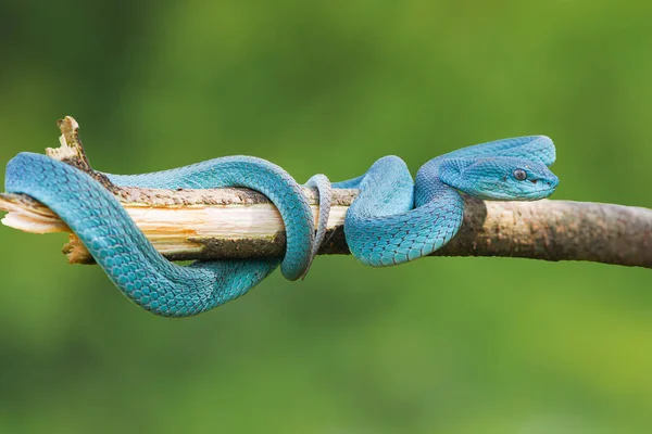 Niebieski Wąż Żmija Zbliżenie Twarz Żmija Wąż Niebieski Insularis Trimeresurus — Zdjęcie stockowe