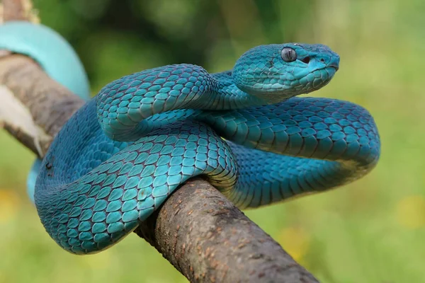 Serpent Vipère Bleu Gros Plan Serpent Vipère Insularis Bleu Trimeresurus — Photo