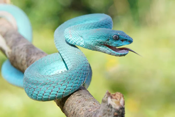 Синій Вейпер Змія Крупним Планом Обличчя Вейпер Змія Синій Острівцевий — стокове фото