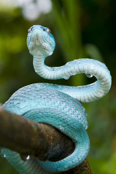 Cara Serpiente Víbora Azul Primer Plano Serpiente Víbora Insularis Azul — Foto de Stock