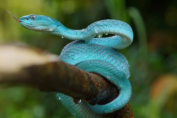 Cara Serpiente Víbora Azul Primer Plano Serpiente Víbora Insularis Azul — Foto de Stock