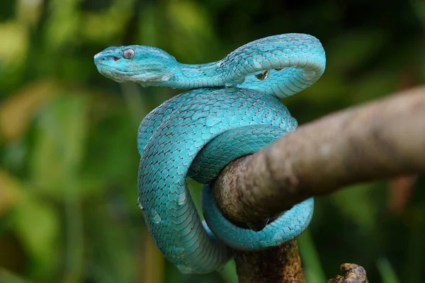 Blue Viper Snake Closeup Face Viper Snake Blue Insularis Trimeresurus — Stock Photo, Image
