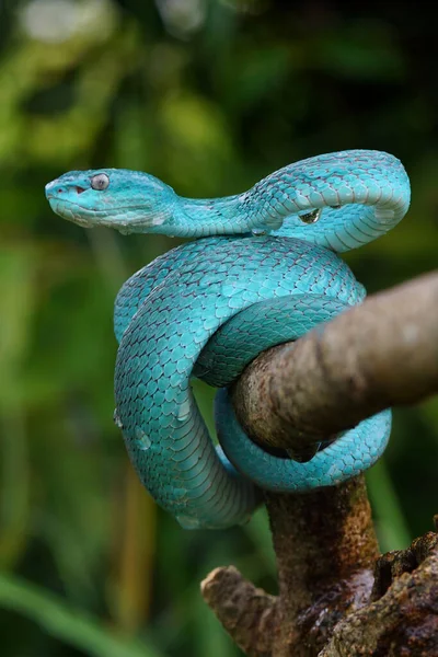 Kék Vipera Kígyó Közelkép Arc Vipera Kígyó Kék Insularis Trimeresurus — Stock Fotó