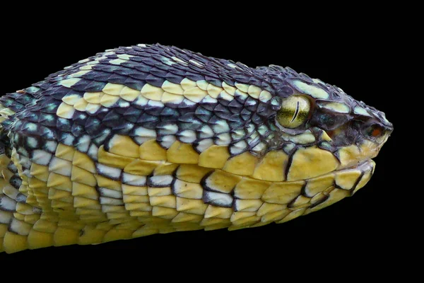 Tropidolaemus Subannulatus Closeup Wagleri Viper Closeup Head Sur Fond Isolé — Photo