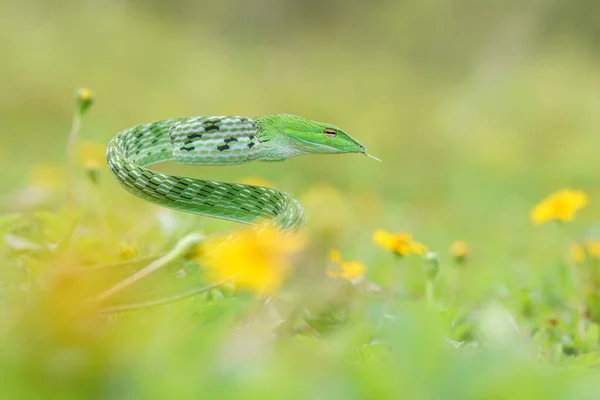 Green Vine Snakes Ular Pucuk — Stock Photo, Image