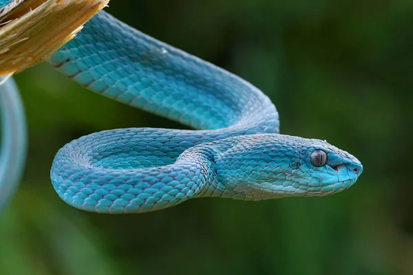 Niebieski Wąż Żmija Zbliżenie Twarz Żmija Wąż Niebieski Insularis Trimeresurus Zdjęcia Stockowe bez tantiem