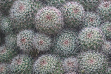 Dikenli yeşil kaktüslere yakın çekim, karmaşık beyaz iğneler, doğal soyut bir doku yaratıyor. Özgeçmiş, doğa teması ya da çöl esintili tasarımlar için mükemmel..