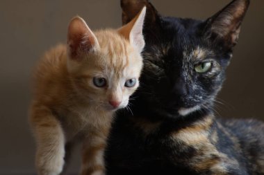 Zencefilli bir kedi yavrusuyla, yumuşak ışıklandırması ve sıcak, samimi bir atmosferi olan siyah kaplumbağa kabuğu kedisi arasındaki hassas anın yakın çekimi. Aşk, aile ve hayvan arkadaşlığı teması için ideal..