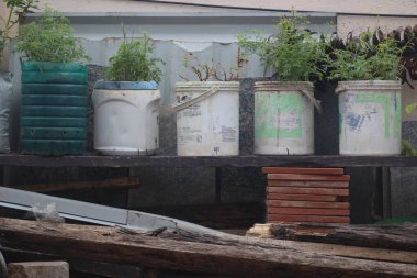 Urban gardening in upcycled containers: Repurposed plastic buckets and barrels with vibrant green plants on a rustic shelf, showcasing sustainable and eco-friendly practices in small spaces. clipart