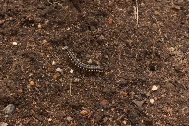 Kahverengi toprakta sürünen siyah ve sarı bir kırkayağın yakın çekimi doğal dokuları ve toprak tonlarını sergiliyor. Doğa, vahşi yaşam ve biyolojik çeşitlilik temaları için mükemmel..