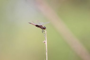 Yumuşak yeşil arka planda ince bir dala tünemiş bir yusufçuğun makro görüntüsü hassas kanatlarını ve canlı detaylarını vurguluyor. Doğa, vahşi yaşam ve sükunet temaları için mükemmel..