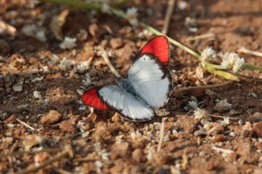 Kırmızı uçlu kanatları olan canlı beyaz kelebek, kuru toprakta dinleniyor, küçük kır çiçekleriyle dağılmış, doğal ışığa yakalanmış. Doğa, vahşi yaşam ya da huzur temalı tasarımlar için mükemmel..