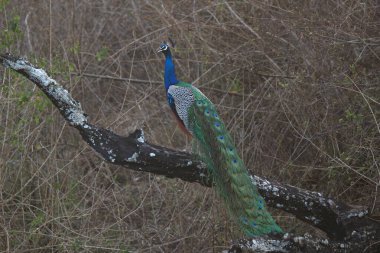 Vivid Indian peacock perched on a mossy branch, showcasing vibrant feathers with eye-catching patterns. Captured in natural wilderness, ideal for wildlife and nature themes. clipart