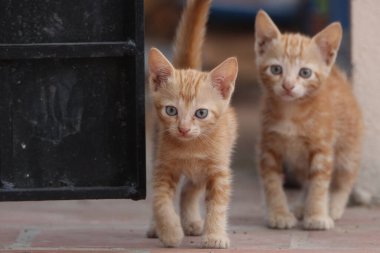 İki meraklı turuncu tekir kedicik, mavi gözlü, siyah metal bir kapının yanında keşfe çıkıyorlar. Yakın plan çekimleri onların sevimli yüz ifadelerini ve doğal ışıktaki masumiyetlerini yakalıyor..