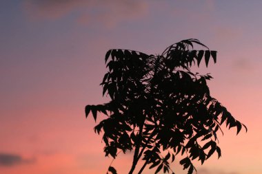 Ağaç yapraklarının silueti, pembe, turuncu ve mor yumuşak renkleriyle canlı bir günbatımı gökyüzüne karşı. Minimalist doğa fotoğrafçılığı arka plan, sakin ruh halleri ve sükunet temaları için idealdir..