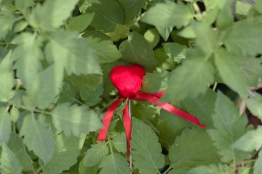 Vibrant red heart-shaped ornament tied with a ribbon, nestled among lush green leaves, symbolizing love and nature. Perfect for Valentine's Day, eco-friendly themes, or romantic concepts. clipart