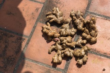 Kırsal arazide taze toplanmış zencefil kökleri, doğal ışık, toprak dokusu, organik tarım ürünü, sağlıklı malzeme, aromatik baharat, sürdürülebilir tarım, kırsal estetik....