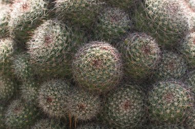 Close-up of clustered green cacti with intricate spines, showcasing natural patterns and textures under soft sunlight, perfect for nature, desert, or botanical-themed projects. clipart