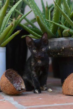 Adorable black kitten with striking yellow eyes sitting among aloe vera plants, surrounded by coconut shells on a terracotta floor, perfect for nature, pets, and tropical-themed content. clipart