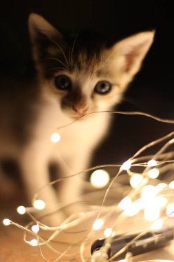 Adorable kitten with big eyes curiously exploring glowing fairy lights in a dark, cozy atmosphere. Warm bokeh effect creates a dreamy, magical mood. Perfect for holiday themes, pet lovers, or festive decor inspirations. clipart