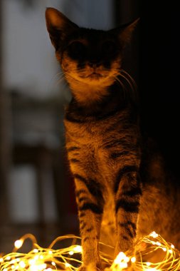 Silhouetted tabby cat illuminated by warm fairy lights in a moody low-light setting. Cozy, atmospheric pet photography with a magical, festive glow. Perfect for holiday, mystery, or nocturnal themes. clipart