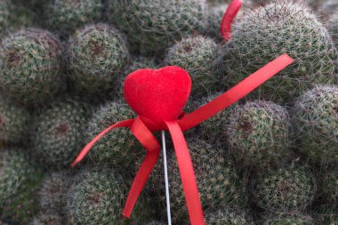 Romantic contrast: A red heart-shaped decoration with a satin ribbon tied against a spiky green cactus. Love and resilience concept, Valentines Day theme, nature and emotions, passion, and endurance. Perfect for greeting cards and marketing. clipart