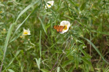 Yeşil bir çayırda, beyaz-sarı bir kır çiçeğinin üzerindeki turuncu kelebek. Makro çekim hassas kanatları, karmaşık desenleri ve yumuşak doğal ışığı yakalar. Canlı doğa, tozlaşma, biyolojik çeşitlilik, vahşi yaşam fotoğrafçılığı, yakın çekim böcekler..