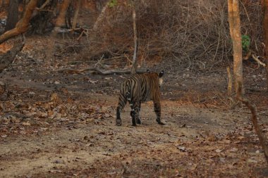 Wild Bengal tiger walking through dry forest in golden light. Majestic predator in natural habitat, India. Wildlife conservation, big cat photography, endangered species, safari adventure, jungle wilderness, nature photography. clipart