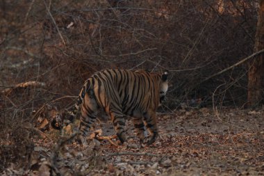 Wild Bengal tiger in natural habitat, walking through dry forest with golden sunlight. Majestic predator in the wilderness, perfect for wildlife conservation, nature, and adventure themes. clipart