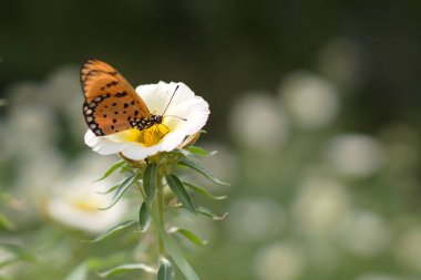 Close-up of an orange and black butterfly delicately perched on a white flower with a yellow center, collecting nectar. Soft-focus green and white background enhances the dreamy, natural feel. Ideal for nature, pollination, and wildlife concepts. clipart