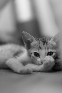 Yerde yatan sevimli kedi yavrusu, meraklı gözlerle bakıyor. Yumuşak odaklı siyah ve beyaz yakın çekim, masumiyetini ve şakacı doğasını vurguluyor. Evcil hayvan temalı tasarımlar, hayvan severler ve duygusal hikaye anlatımları için mükemmel..