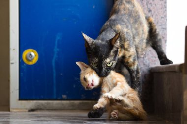 Anne kedi, kızıl kedisini sırtında taşıyor. Koruyucu kaplumbağa kabuğundan bir kedi yavrusunu mavi kapılı bir şehir ortamında yönlendirir. Hayvan bakımı, annelik ve hayvan davranışları teması için mükemmel. Yüksek kalite yakın çekim..