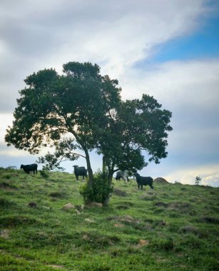 Yeşil bir tarlada otlayan inekler