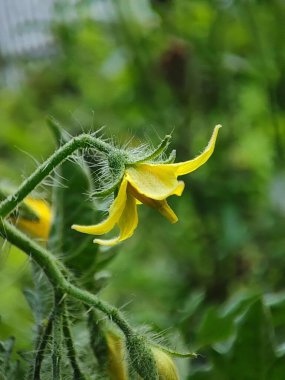 Kırmızı Kiraz Domates Çiçeği 