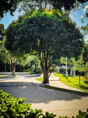 Sessiz bir patika, bereketli bir ağacın altında, benekli güneş ışığıyla yıkanmış ve doğanın sükunetiyle çevrili.
