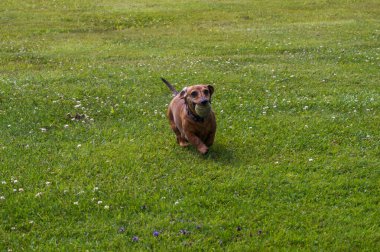 Older  female dachshund playing ball. Running in the grass in the summer