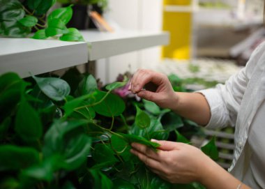 Çiçekçide genç bir kadın, yakın plan, saksıda bir çiçek tutuyor.