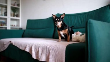 Evdeki kanepede başını sallayan sevimli bir köpek.