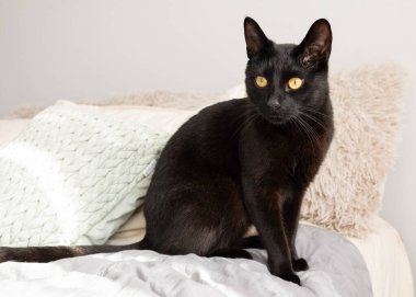 Sarı gözlü siyah bir kedi yastıkların arasında bir yatakta oturuyor. Sıcak bir ev atmosferi, yumuşak ışık ve yumuşak tekstil sıcaklık ve konfor yaratır. Evcil hayvan ve konfor kavramları için mükemmel..