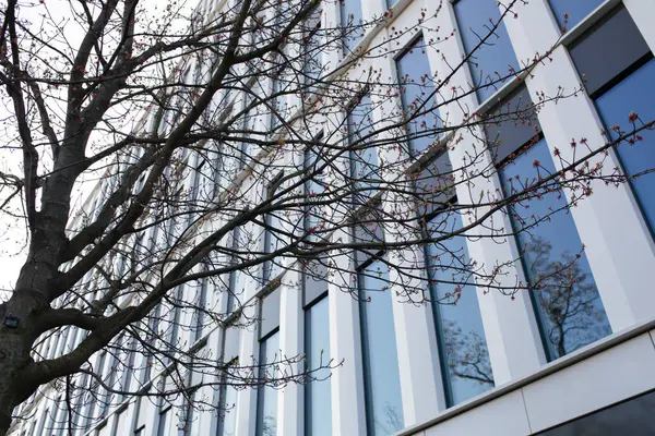 Modern ofis binası ve çiçek açan ağaç.