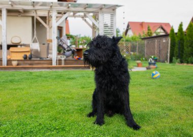 Banliyödeki bir evin arka bahçesinde yeşil çimlerin üzerinde oturan siyah bir schnauzer. Arka planda bahçe mobilyaları ve ev eşyalarıyla dolu bir teras var. Görüntü huzurlu bir kırsal kesimi çağrıştırıyor.