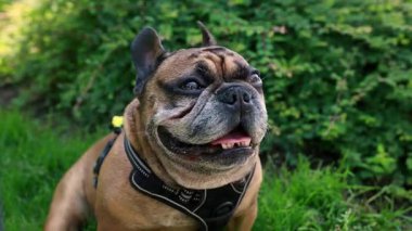 Yorgun bir Fransız bulldog 'u dili dışarıda bir tarlada oturuyor..