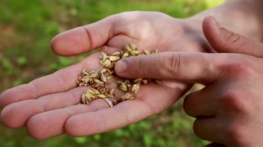 Erkek eli buğday tanelerini tutarken, çiftçiliği, hasatı ve kırsal gelenekleri sembolize ederken yakın çekim..