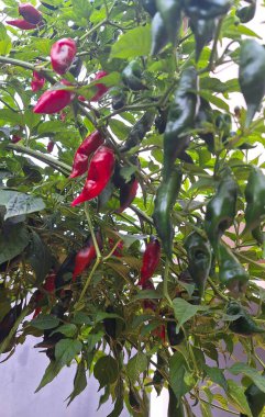 Bir biber bitkisinin ayrıntıları.