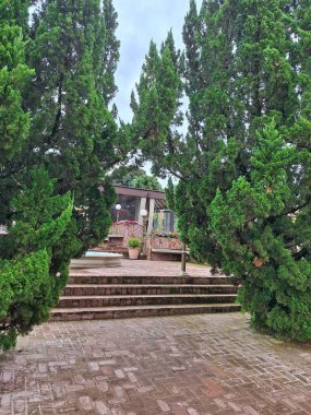 Yüksek ağaçlar, yoğun yapraklar ve canlı bitkilerle dolu yemyeşil bir tropikal bahçenin çarpıcı manzarası. Güneş ışığı yaprakların arasından akar, dingin ve canlandırıcı bir ortam yaratır. 