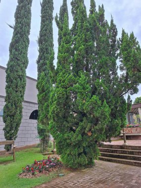 Güneşli bir günde, uzun yeşil ağaçlar ve canlı bir çiçek tarhıyla çevrili güzel bir bahçe, huzur ve güzelliği bu huzurlu yerde taşıyor..