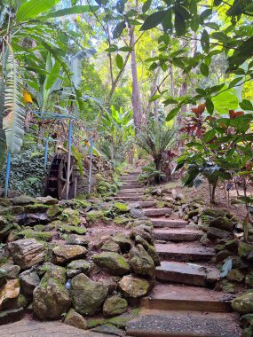 Tropikal bir ormanın yemyeşil bitki örtüsüyle çevrili taştan bir patika. Arka planda bir su çarkı var. Güneş ışığı ağaç tepe örtülerinden süzülerek sakin ve doğal bir atmosfer yaratır..